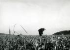 Feldarbeit (1950er Jahre)